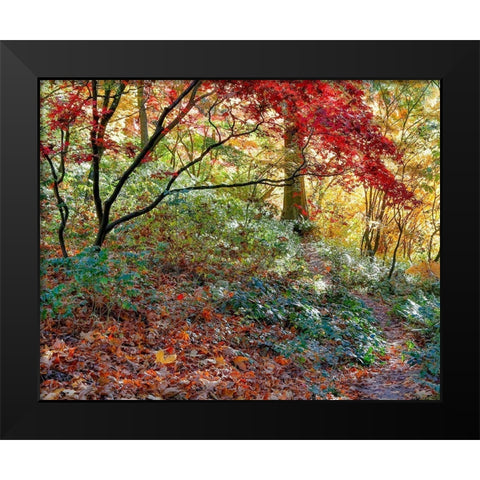 Secret Garden Black Modern Wood Framed Art Print by Gulin, Darrell