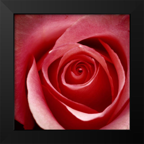 Wild Rose Black Modern Wood Framed Art Print by Wild, JandJ