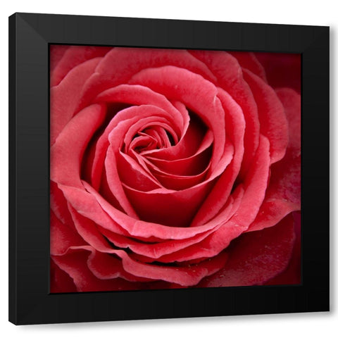 Palais Rose Black Modern Wood Framed Art Print by Wild, JandJ