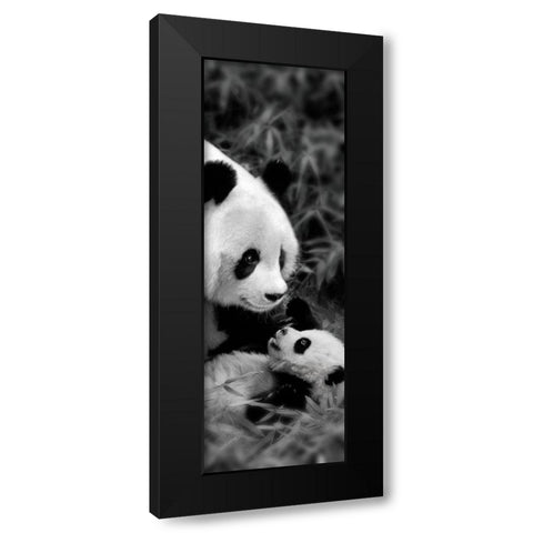 Panda Play Black Modern Wood Framed Art Print with Double Matting by Su, Keren
