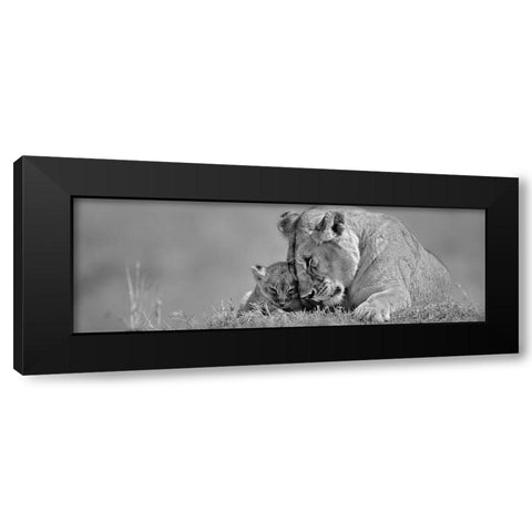 Lioness Love Black Modern Wood Framed Art Print by Jones, Adam