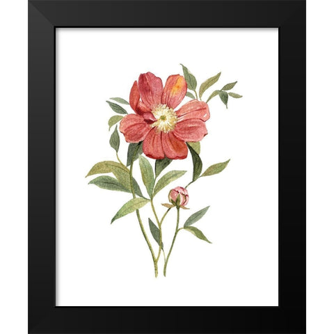 Scarlet Peony Black Modern Wood Framed Art Print by Robinson, Carol