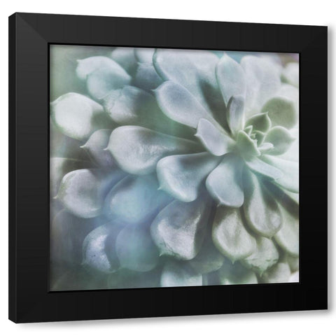 Soft Succulent I Black Modern Wood Framed Art Print by Weisz, Irene