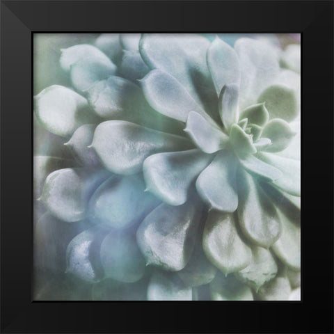 Soft Succulent I Black Modern Wood Framed Art Print by Weisz, Irene