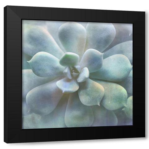 Soft Succulent II Black Modern Wood Framed Art Print by Weisz, Irene
