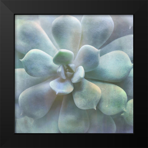 Soft Succulent II Black Modern Wood Framed Art Print by Weisz, Irene