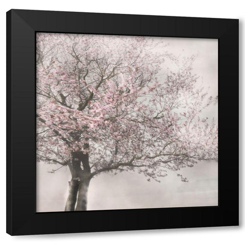 Blush in the Wind I Black Modern Wood Framed Art Print with Double Matting by Weisz, Irene