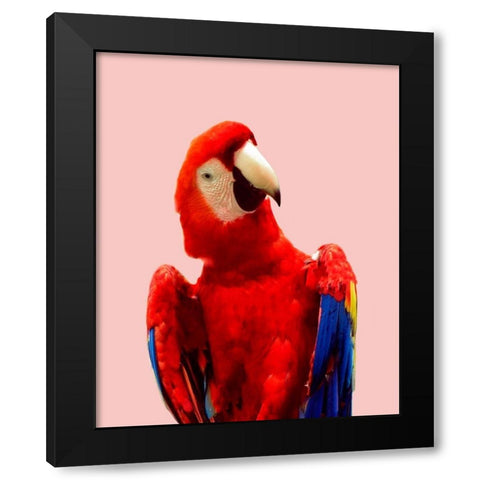 Honduras Wildlife Black Modern Wood Framed Art Print with Double Matting by Carpentieri, Natalie