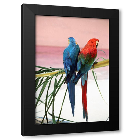 Palm Parrots Black Modern Wood Framed Art Print with Double Matting by Sunstar, Elena