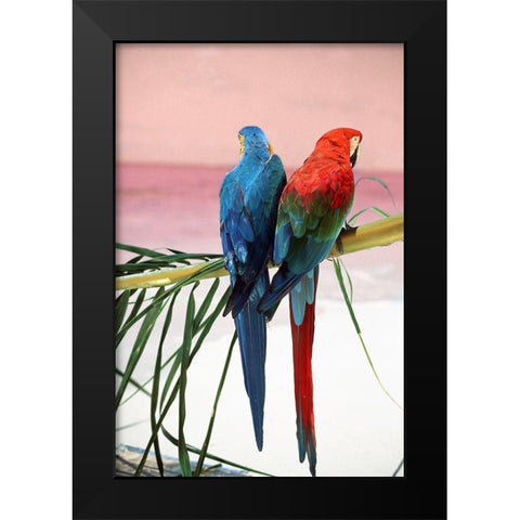 Palm Parrots Black Modern Wood Framed Art Print by Sunstar, Elena