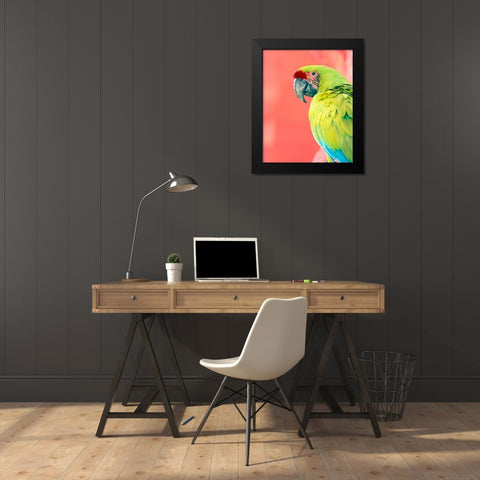 Green Macaw Black Modern Wood Framed Art Print by Foster, Kent