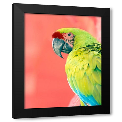 Green Macaw Black Modern Wood Framed Art Print by Foster, Kent
