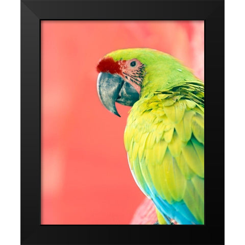 Green Macaw Black Modern Wood Framed Art Print by Foster, Kent