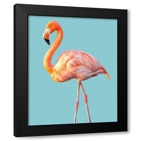 Flamingo Black Modern Wood Framed Art Print with Double Matting by Jannsen, Brian