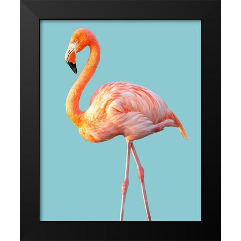 Flamingo Black Modern Wood Framed Art Print by Jannsen, Brian