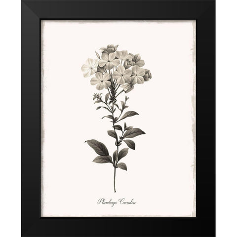 Sketchbook Leadwort Black Modern Wood Framed Art Print by Donovan, Kelly