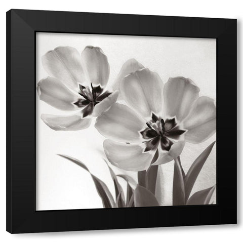 Tulip Dream Black Modern Wood Framed Art Print by Donovan, Kelly
