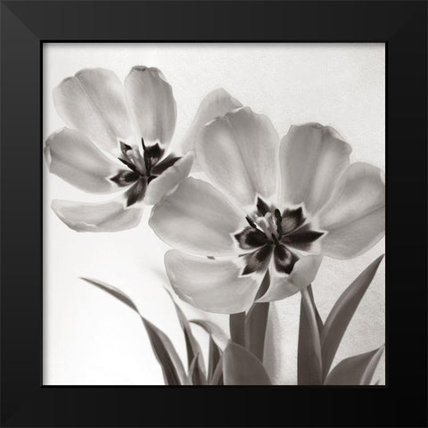 Tulip Dream Black Modern Wood Framed Art Print by Donovan, Kelly