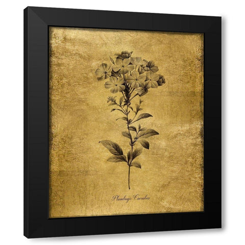 Gold Sketch Botanical II Black Modern Wood Framed Art Print by Donovan, Kelly