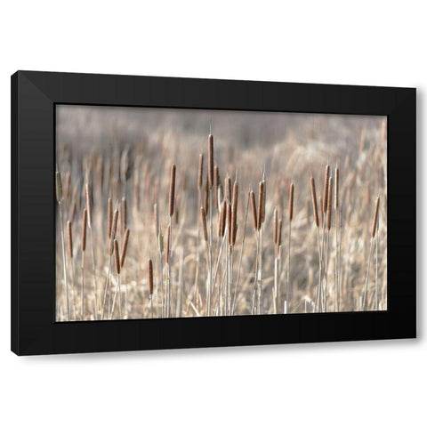 Summer Tails Black Modern Wood Framed Art Print with Double Matting by Freedman, Matt