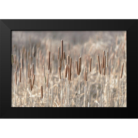 Summer Tails Black Modern Wood Framed Art Print by Freedman, Matt