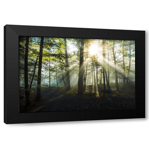 Light and Trees Black Modern Wood Framed Art Print with Double Matting by Foulke, Doug