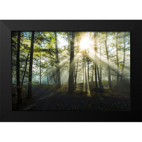 Light and Trees Black Modern Wood Framed Art Print by Foulke, Doug