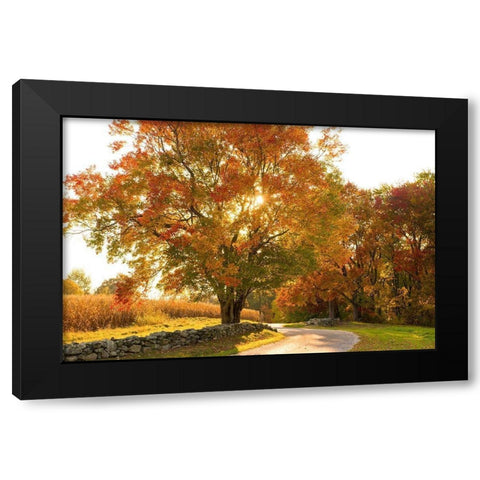 Maple Tree Drive Black Modern Wood Framed Art Print by Foulke, Doug