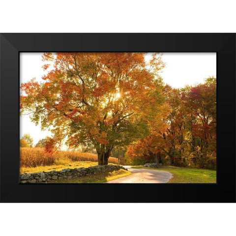Maple Tree Drive Black Modern Wood Framed Art Print by Foulke, Doug
