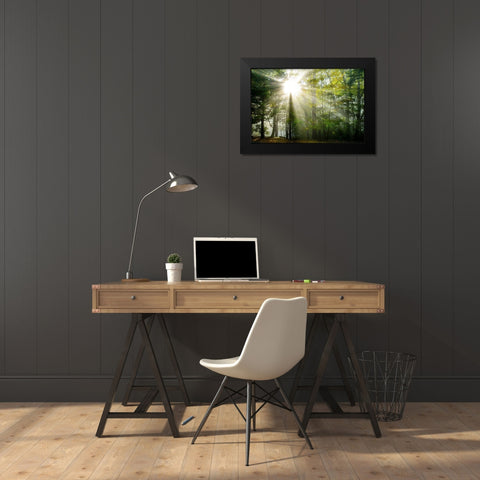 Light and Trees II Black Modern Wood Framed Art Print by Foulke, Doug