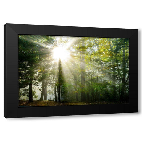 Light and Trees II Black Modern Wood Framed Art Print by Foulke, Doug