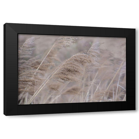 Pampas Field I Black Modern Wood Framed Art Print by Weisz, Irene