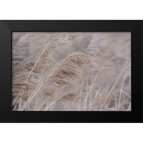 Pampas Field I Black Modern Wood Framed Art Print by Weisz, Irene
