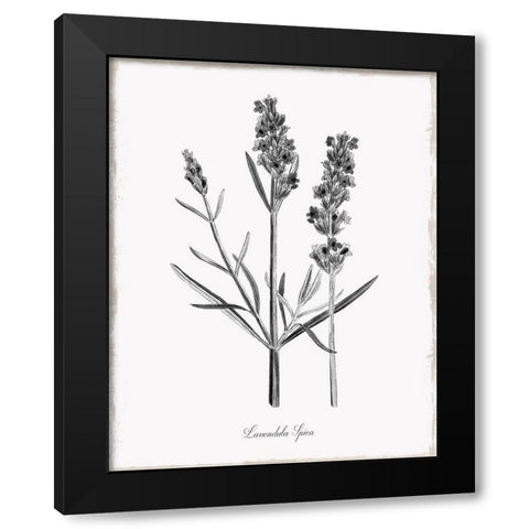 Simply Lavender Black Modern Wood Framed Art Print by Donovan, Kelly