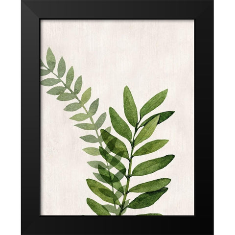 Botanical Wash II Black Modern Wood Framed Art Print by Knutsen, Conrad