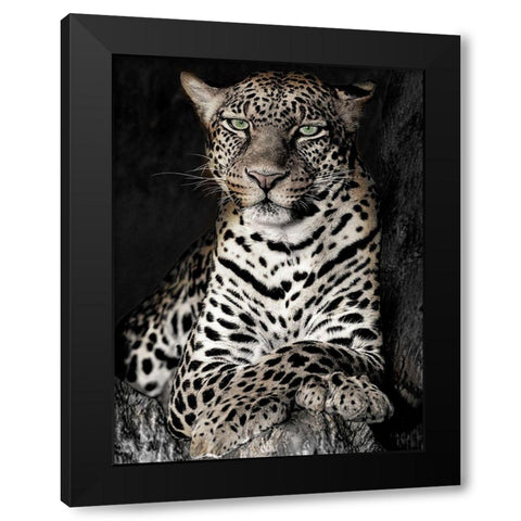 African Leopard Black Modern Wood Framed Art Print by Jaynes, William D.