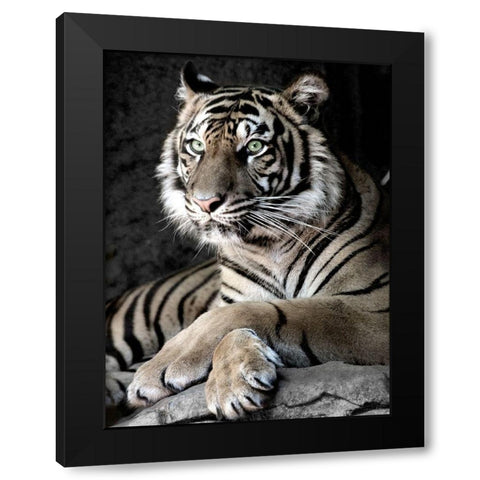 Sumatran Tiger Black Modern Wood Framed Art Print by Aubert, Tananarive