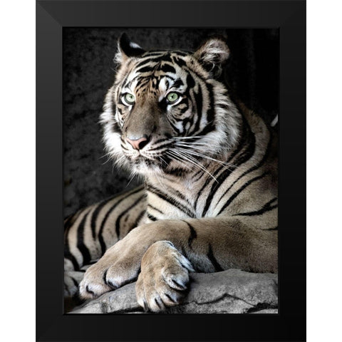 Sumatran Tiger Black Modern Wood Framed Art Print by Aubert, Tananarive