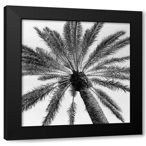 Skyward Palm Black Modern Wood Framed Art Print by Pease, Susan