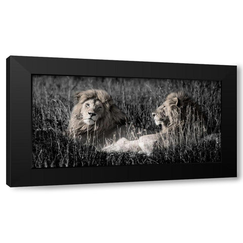 Mara Lions Black Modern Wood Framed Art Print by Jones, Alison