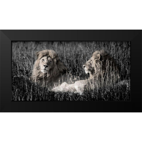 Mara Lions Black Modern Wood Framed Art Print by Jones, Alison