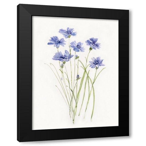 Dainty Botanical Cornflower Black Modern Wood Framed Art Print with Double Matting by Swatland, Sally