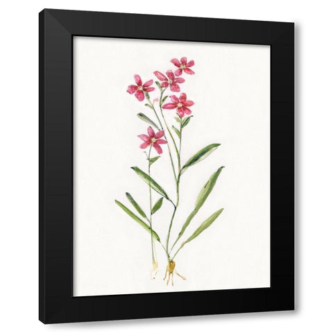 Delicate Pink II Black Modern Wood Framed Art Print by Swatland, Sally