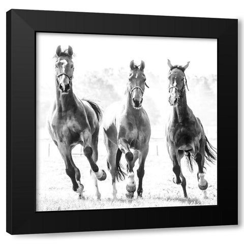 Running Herd Black Modern Wood Framed Art Print with Double Matting by Van de Goor, Lars