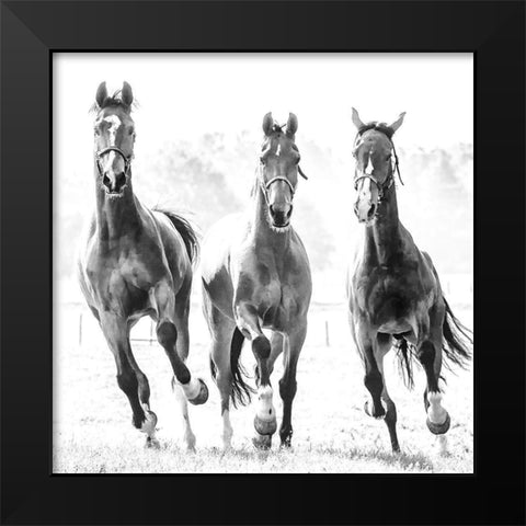 Running Herd Black Modern Wood Framed Art Print by Van de Goor, Lars