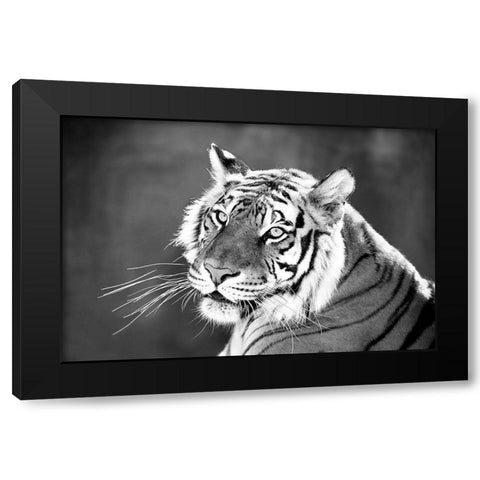 Jungle Cat Black Modern Wood Framed Art Print by Jaynes, William D.