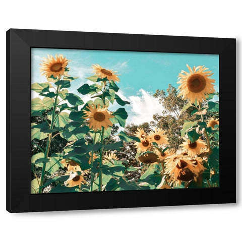 Sunflower Field Black Modern Wood Framed Art Print by Carpentieri, Natalie