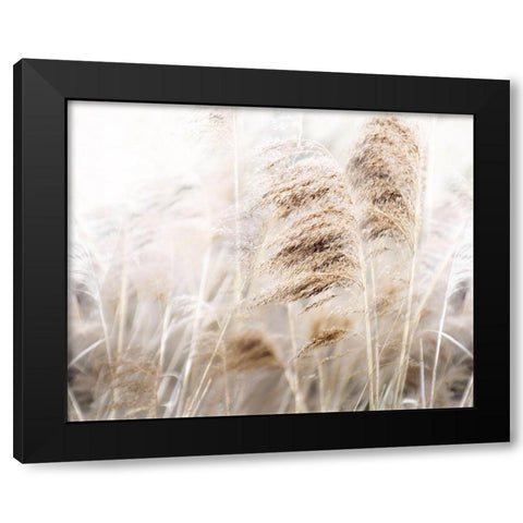 Soft Pampas Black Modern Wood Framed Art Print with Double Matting by Weisz, Irene
