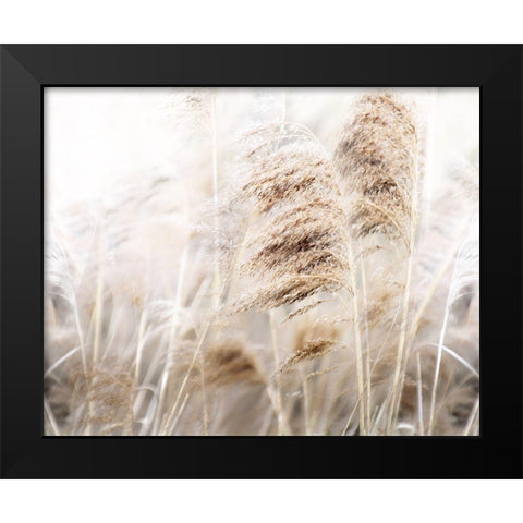 Soft Pampas Black Modern Wood Framed Art Print by Weisz, Irene