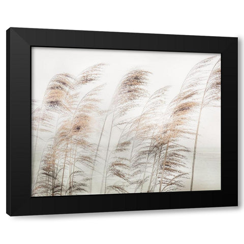 Delicate Pampas Black Modern Wood Framed Art Print by Weisz, Irene